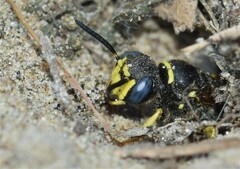 Philanthus solivagus