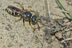 Philanthus solivagus
