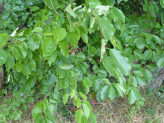 Prunus serotina