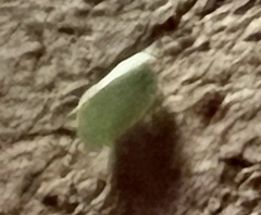 Flatormenis proxima