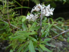 Anaphalioides trinervis