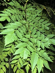 Koelreuteria bipinnata