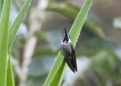 Heliomaster longirostris