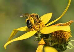Andrena helianthi