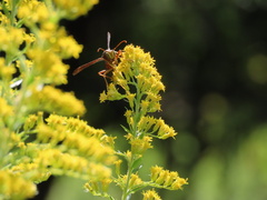 Polistes