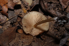 Entoloma formosum