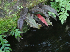 Blechnum chambersii