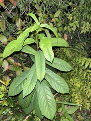 Ehretia acuminata