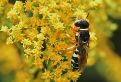 Philanthus ventilabris