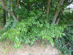 Prunus serotina