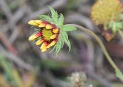 Gaillardia aristata