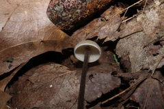 Mycena filopes