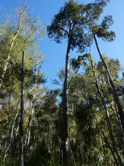 Dacrydium cupressinum
