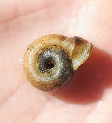 Planorbella campanulata