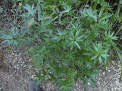 Leucopogon fasciculatus