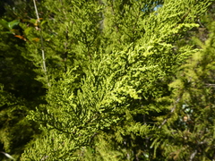 Lepidothamnus intermedius