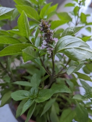 Ocimum basilicum