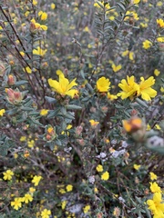 Hibbertia sericea