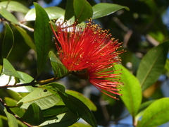 Metrosideros fulgens