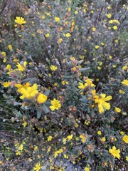 Hibbertia sericea