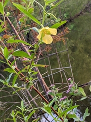 Ludwigia octovalvis