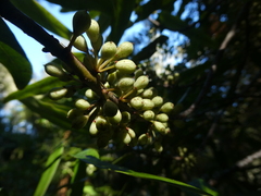 Myrsine salicina