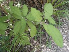 Olearia rani