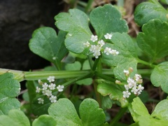 Apium decumbens