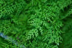 Dennstaedtia wilfordii
