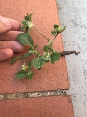 Alternanthera pungens