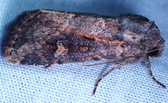 Lacinipolia renigera