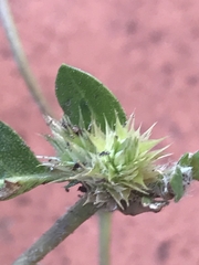 Alternanthera pungens