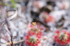 Drosera micrantha