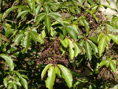 Schefflera digitata