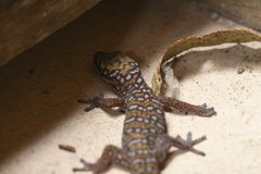 Oedura tryoni