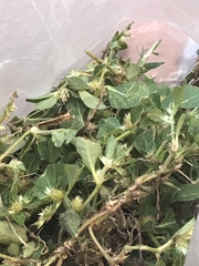 Alternanthera pungens