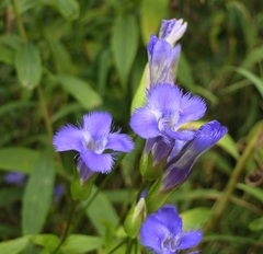Gentianopsis crinita
