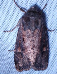 Lacinipolia renigera