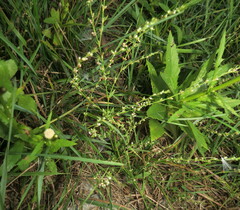 Polygonum aviculare