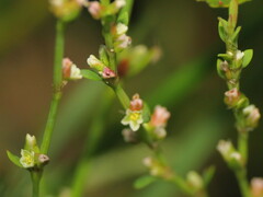 Polygonum aviculare