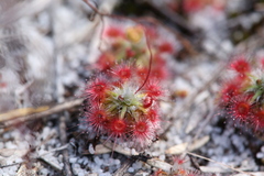 Drosera micrantha