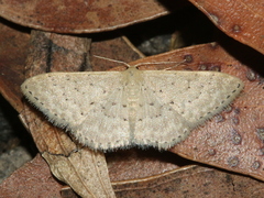 Idaea philocosma