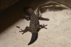 Oedura tryoni