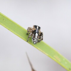 Maratus