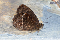 Satyrinae