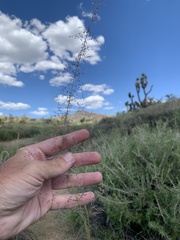 Sporobolus flexuosus