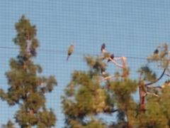 Psittacara erythrogenys