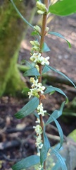 Pimelea axiflora axiflora