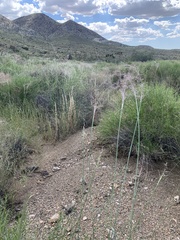 Sporobolus flexuosus