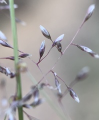 Sporobolus flexuosus